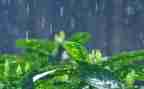 关于雨的读后感600字模板5篇